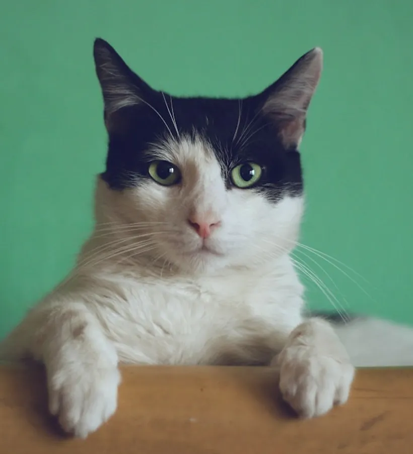 Katze mit grünen Augen schaut über eine Tischkante